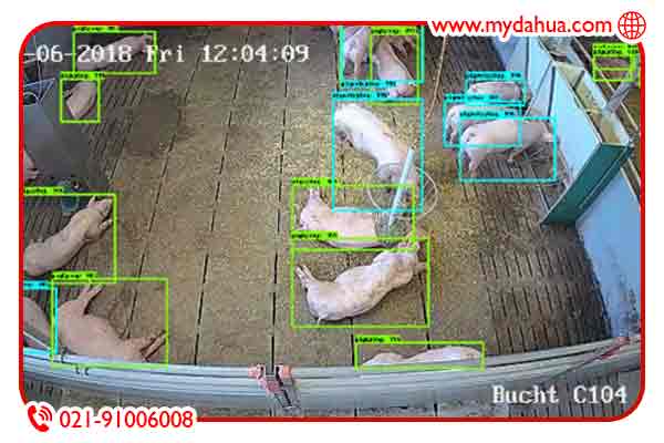 دوربین مداربسته دامداری